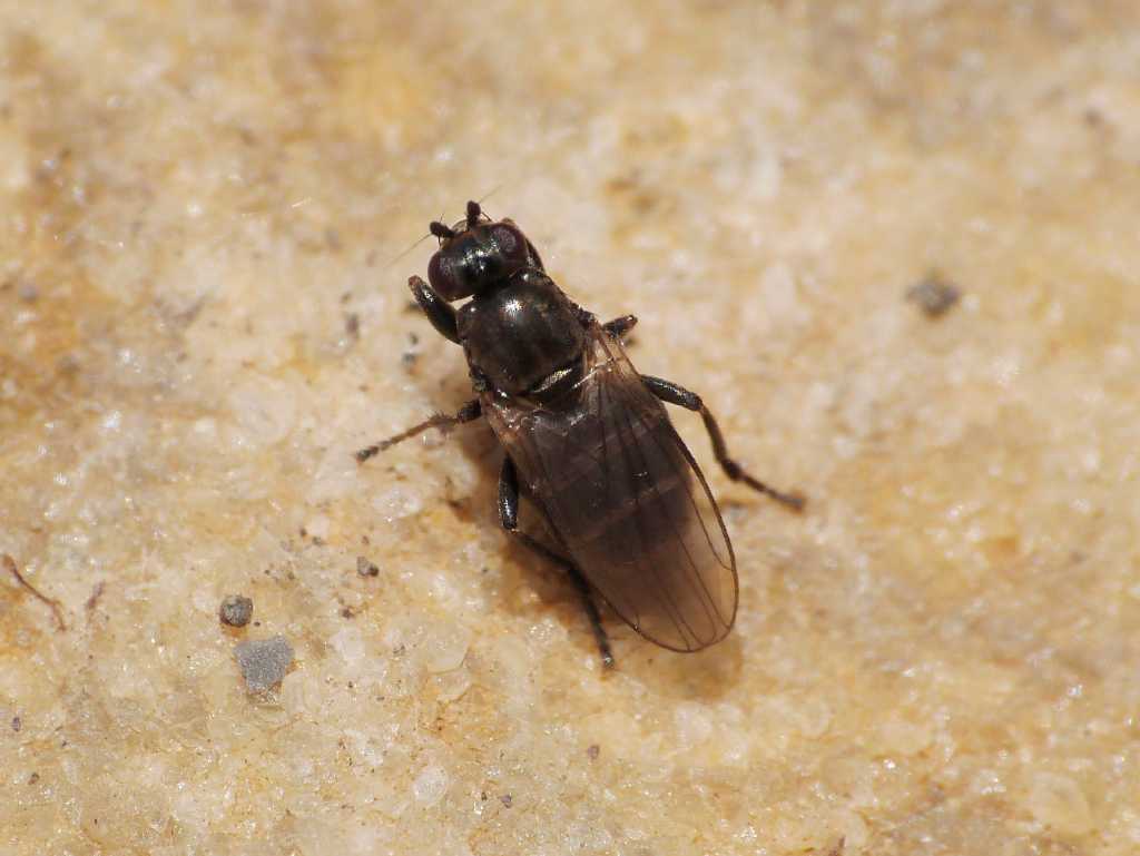 Forse Lotophila atra (Sphaeroceridae) - Torrimpietra (RM)